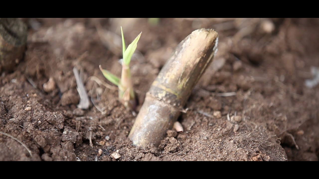 Ratoon Management in Sugarcane (In Tamil)