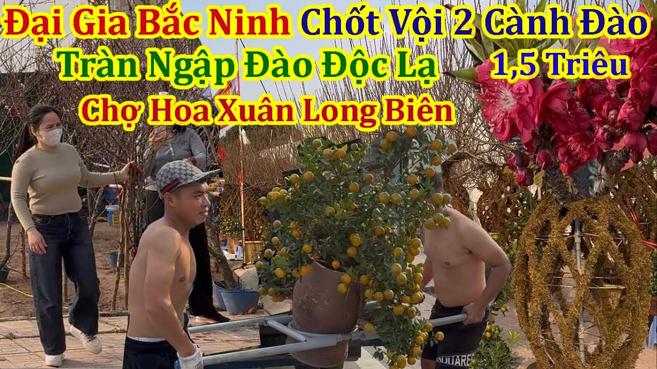 Tết Hà Nội 2026 - Tràn Ngập Đào Lạ Quất Đại Gia Chốt Vội 2 Cạnh Đào To Giá 1,5 Triệu