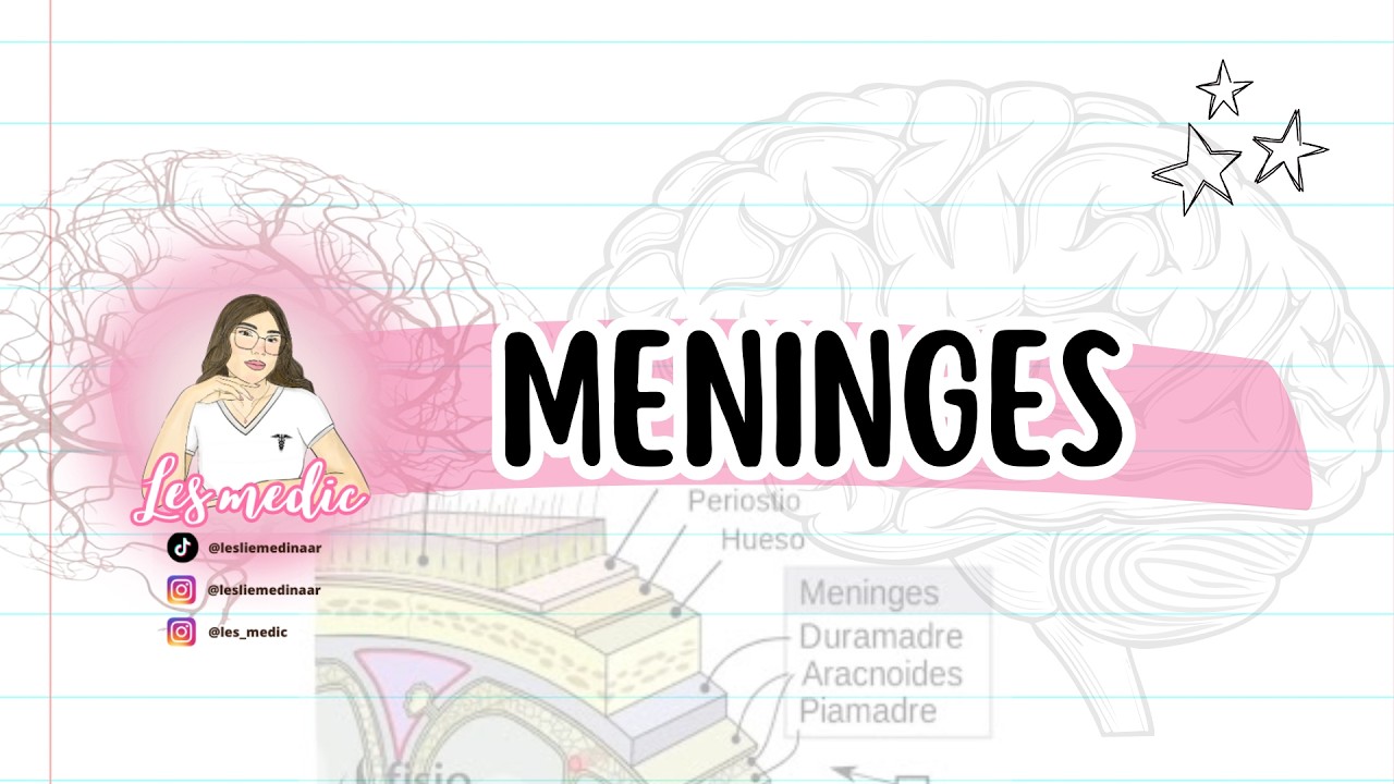MENINGES CEREBRALES - EL MEJOR RESUMEN DEL AFIFI