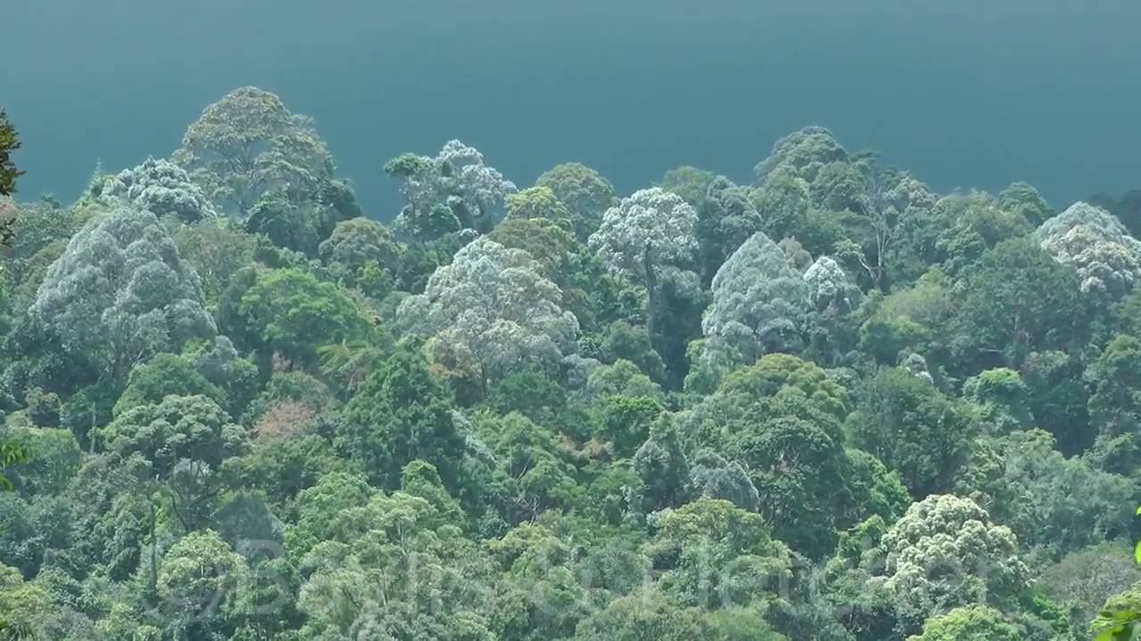 Lowland rainforest,  Selangor, Malaysia. 20151103_130733.m2ts