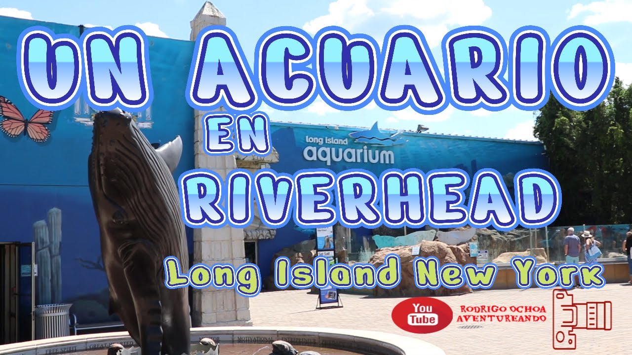 UN ACUARIO EN RIVERHEAD LONG ISLAND NEW YORK