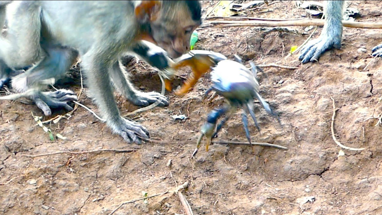 Poor One Crab And Group Of Monkey, Crab Trying Harder To Escape From Monkeys