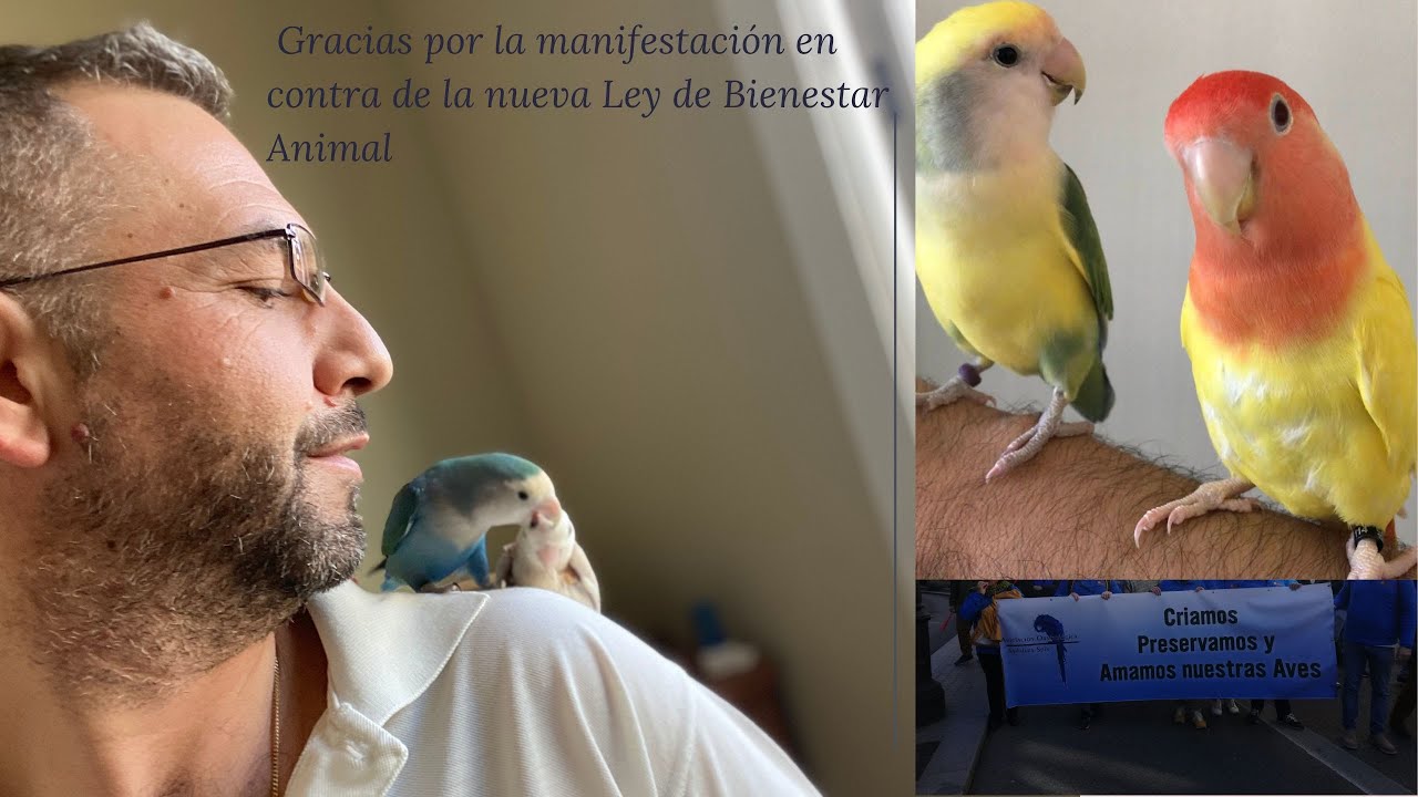 AGAPORNIS FOREVER