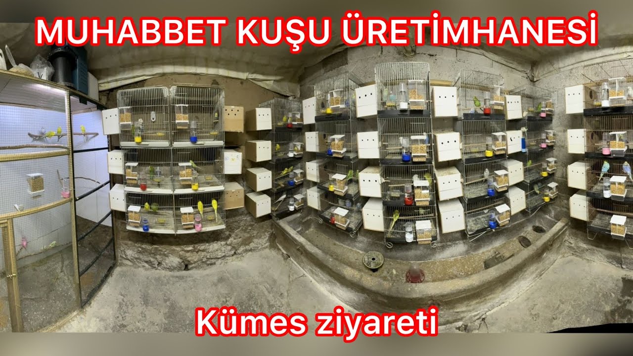 Muhabbet kuşu üretimhane gezisi/muhabbet kuşu kümes ziyareti/muhabbet kuşları