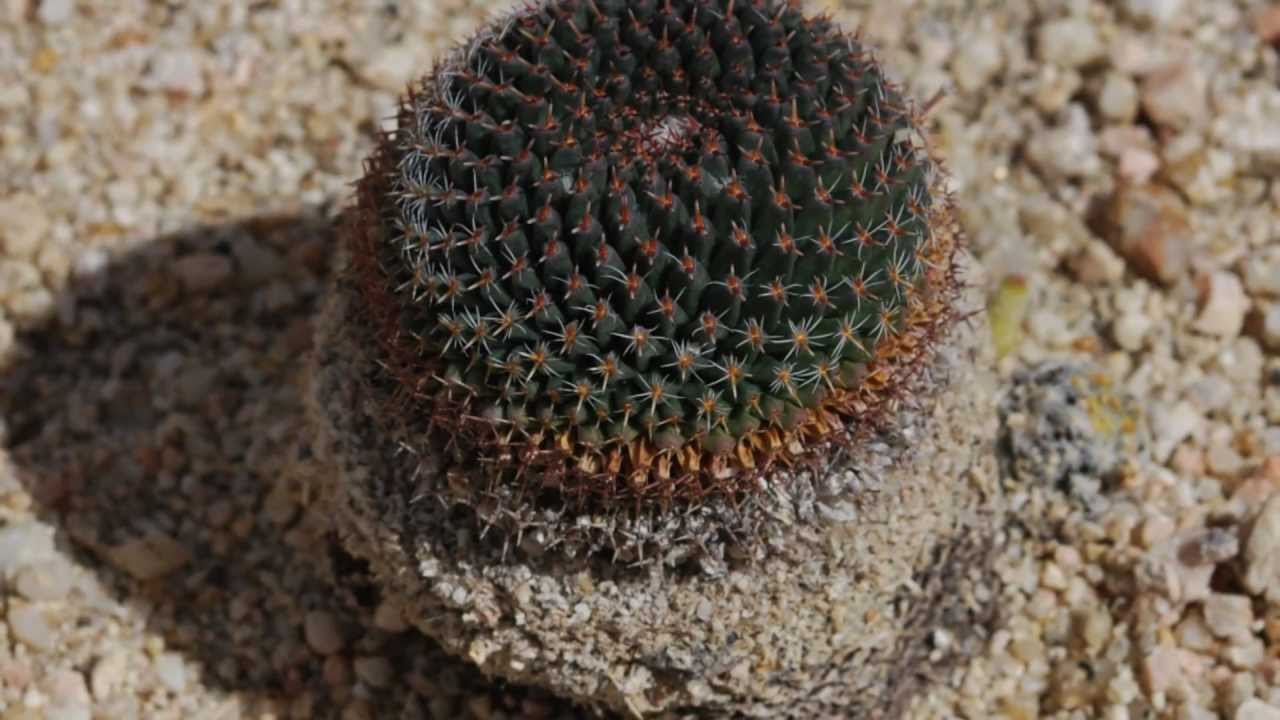PLANET CACTUS.... FROM MEXICO. Photos and Music By Orlando Zuluaga