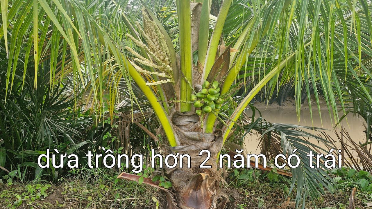Vườn dưa bắt đầu cho trái