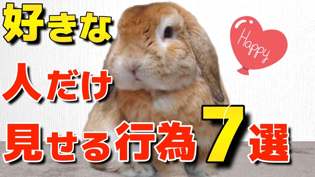 うさぎが好きな人にしか見せない行為７選！嫌われてませんか？