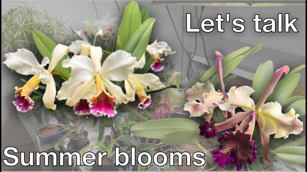 Summer blooming Cattleyas: dowiana and rex | Care Advice | show & tell