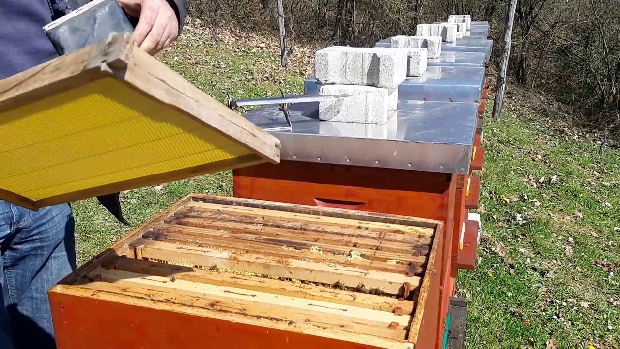 Proljetni razvoj i dodavanje satnih osnova