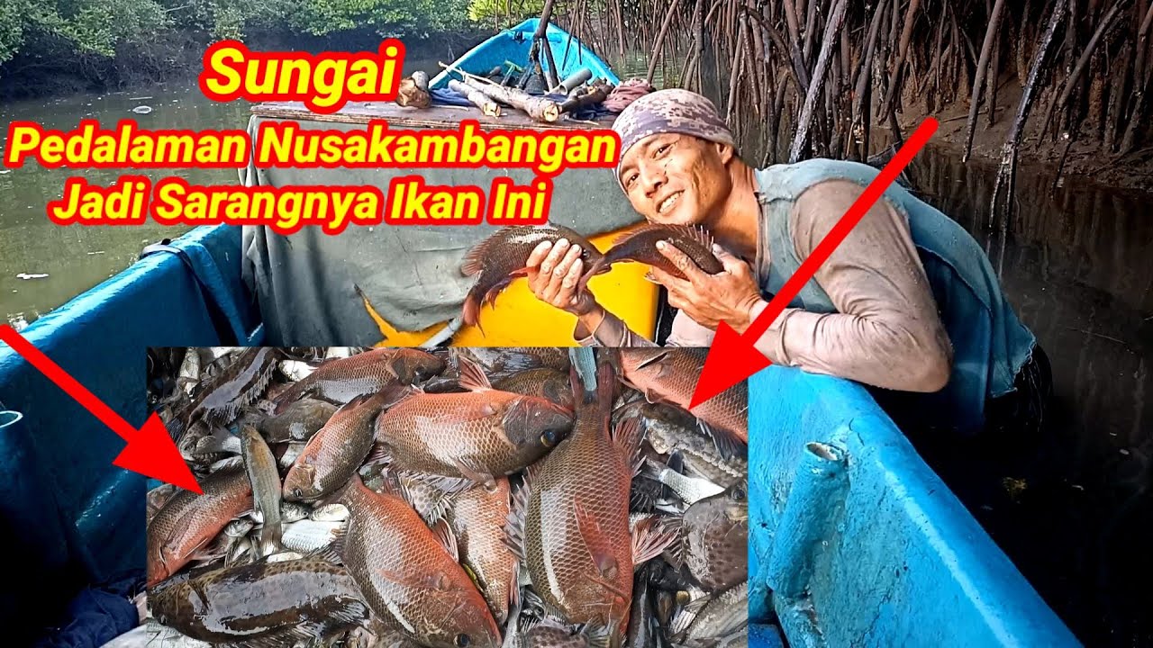 Nekat Memagar Sungai Pedalaman Nusakambangan Dapat Banyak Ikan Kakap Merah Dan Kerapu Besar