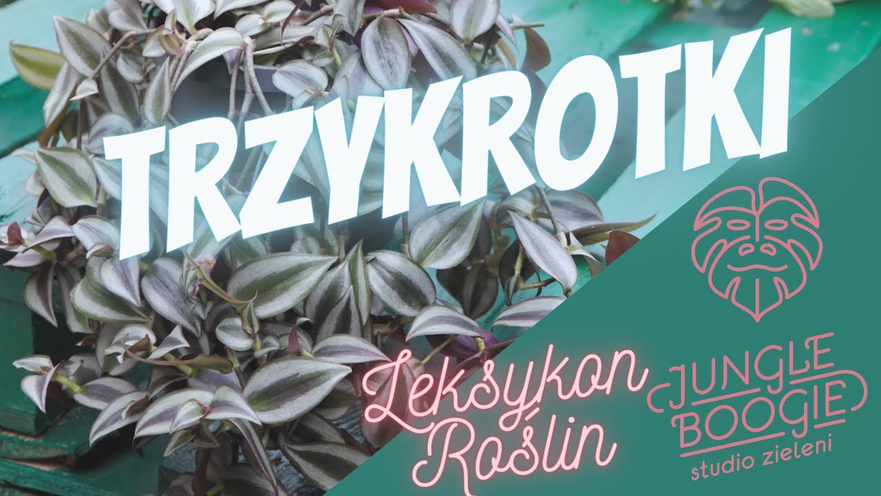 Trzykrotka - jak dbać, pielęgnować i podlewać czyli tradescantia bez tajemnic.