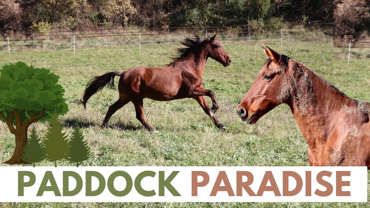 Descubre el paddock Paradise 🌾🍃🏔