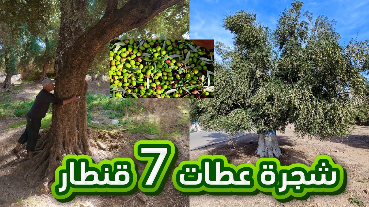 من زاوية الشيخ شجرة الزيتون عندها تقريبا 300 سنة كطعطي 7 قنطار ديال حب الزيتون 11/11/2025