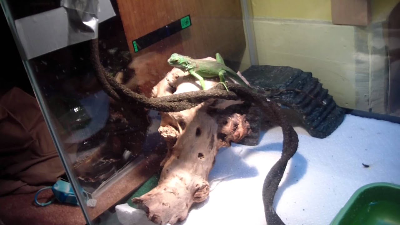 Iguana Set Up and Future Cage Plans