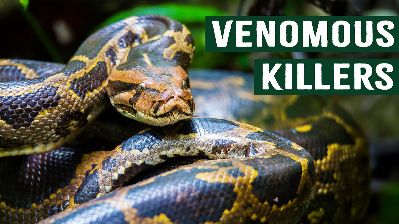 Dangerous Predators: Pythons, Bears, and Alligators