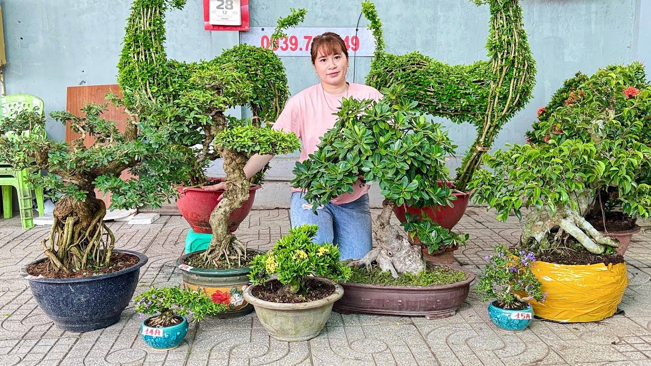 Mai Trắng, Linh Sam, Da Nhật, Trà Phúc Kiến & MS loại khác (chào bán 28/2) Thúy An