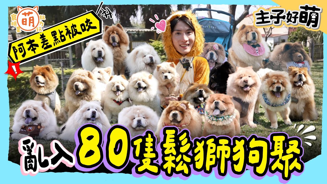 只有阿本能超越阿本！亂入80隻鬆獅狗聚 連滾帶爬還差點被咬！？【 主子好萌 】 萌寵明星粗乃玩 @haveapetday