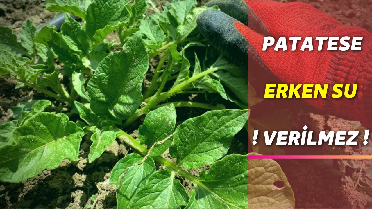 patatesler su istemeden verirseniz olgunlaşmazlar