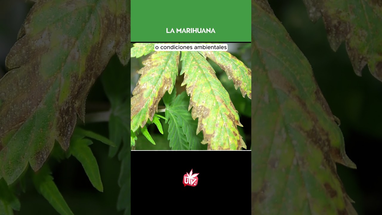 C&Oacute;MO REVIVIR UNA PLANTA 🔝
