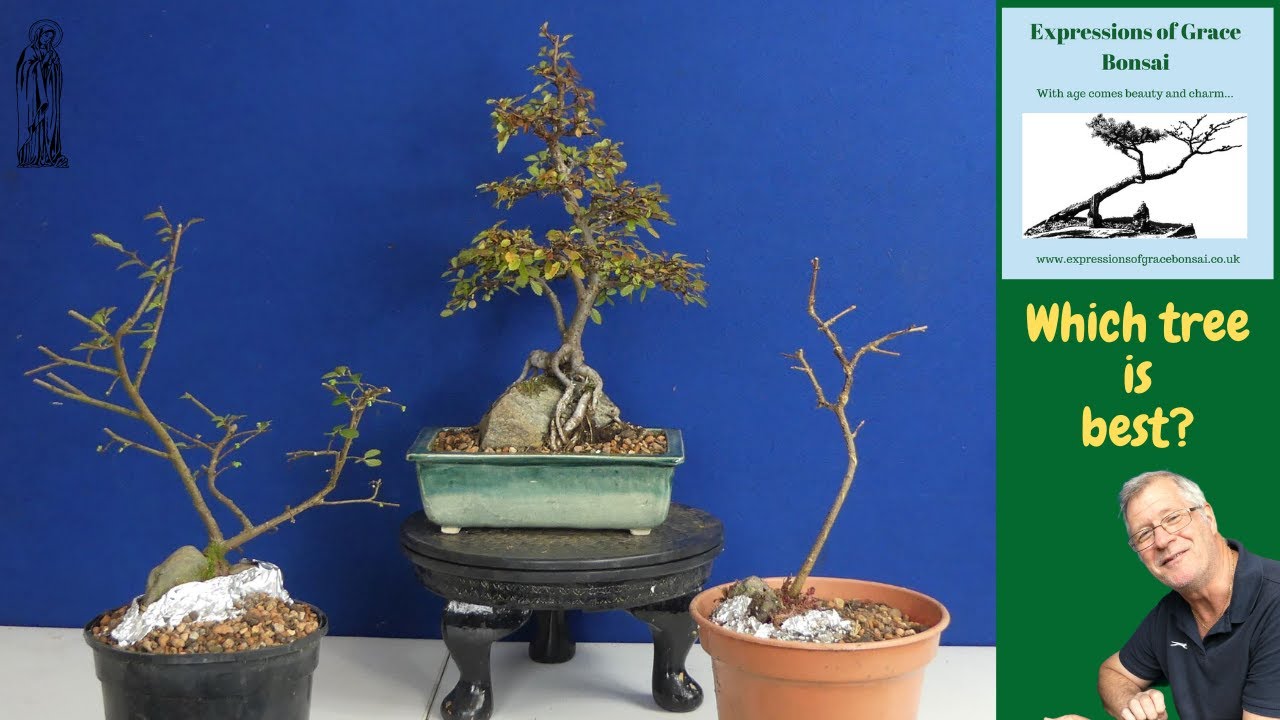 Creating Root Over Rock Bonsai (Spring 2023)