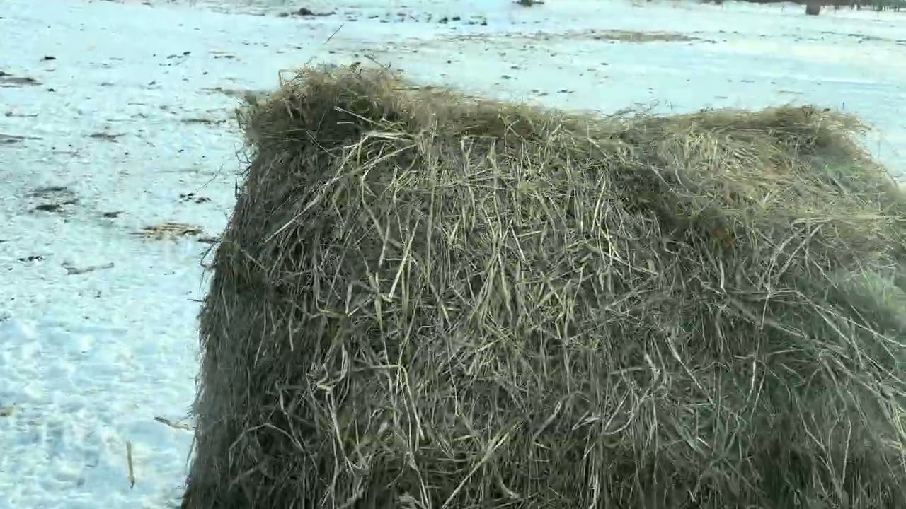 Feeding hay