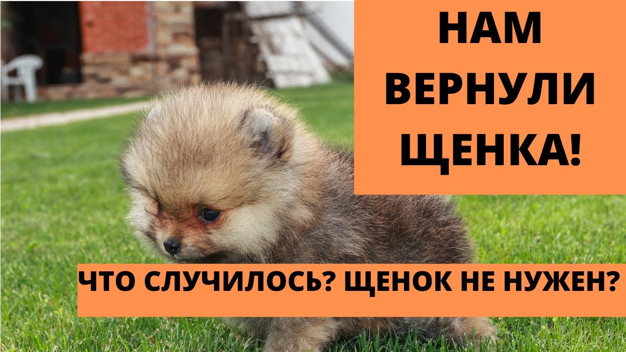 Щенку шпица 9 дней. Почему нам вернули щенка?