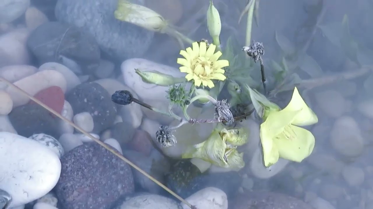 Il parco naturale di Pontoncello a S. Giovanni Lupatoto (VR) e i sentieri lungo l'Adige fino a Zevio