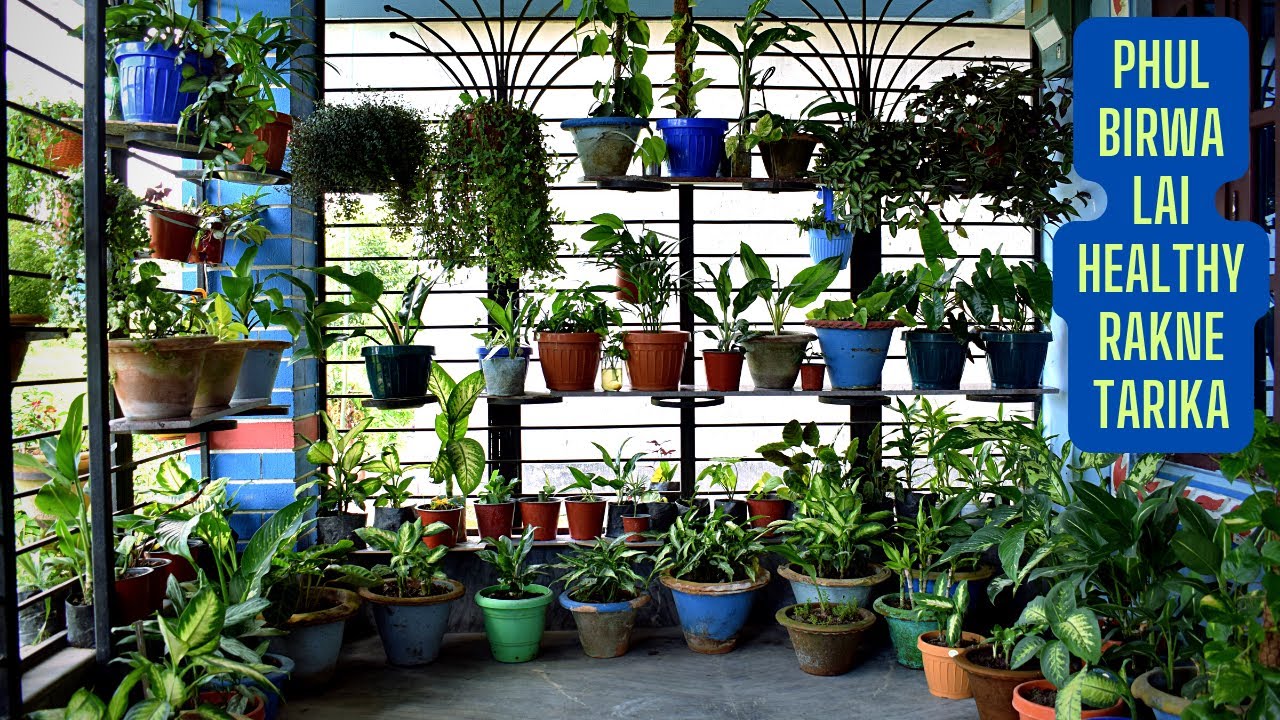 Phul Birwa Lai Healthy Rakne Tarika I How To Keep Your Indoor Plant Healthy I Nepali Garden Channel