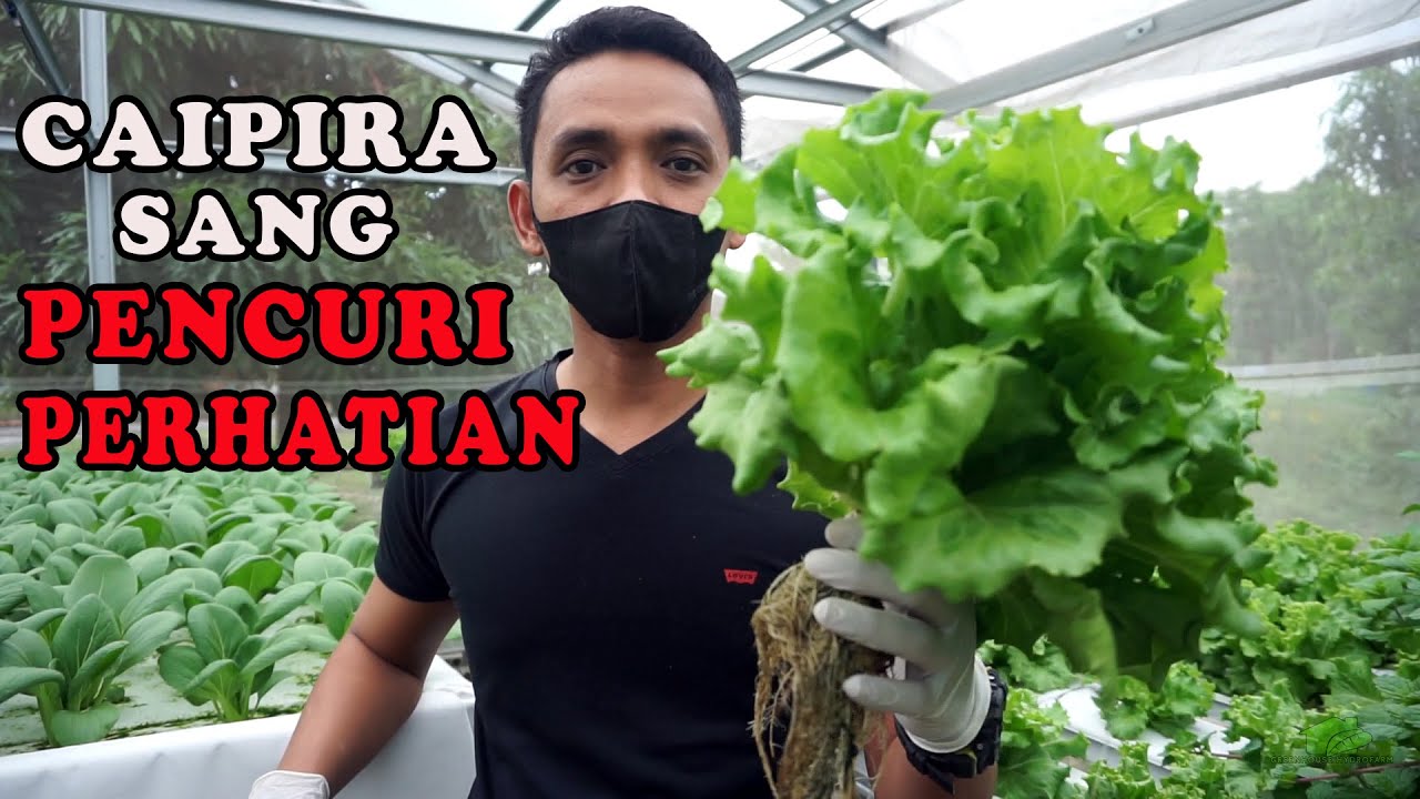 SELADA CAIPIRA DAN KEUNIKANNYA