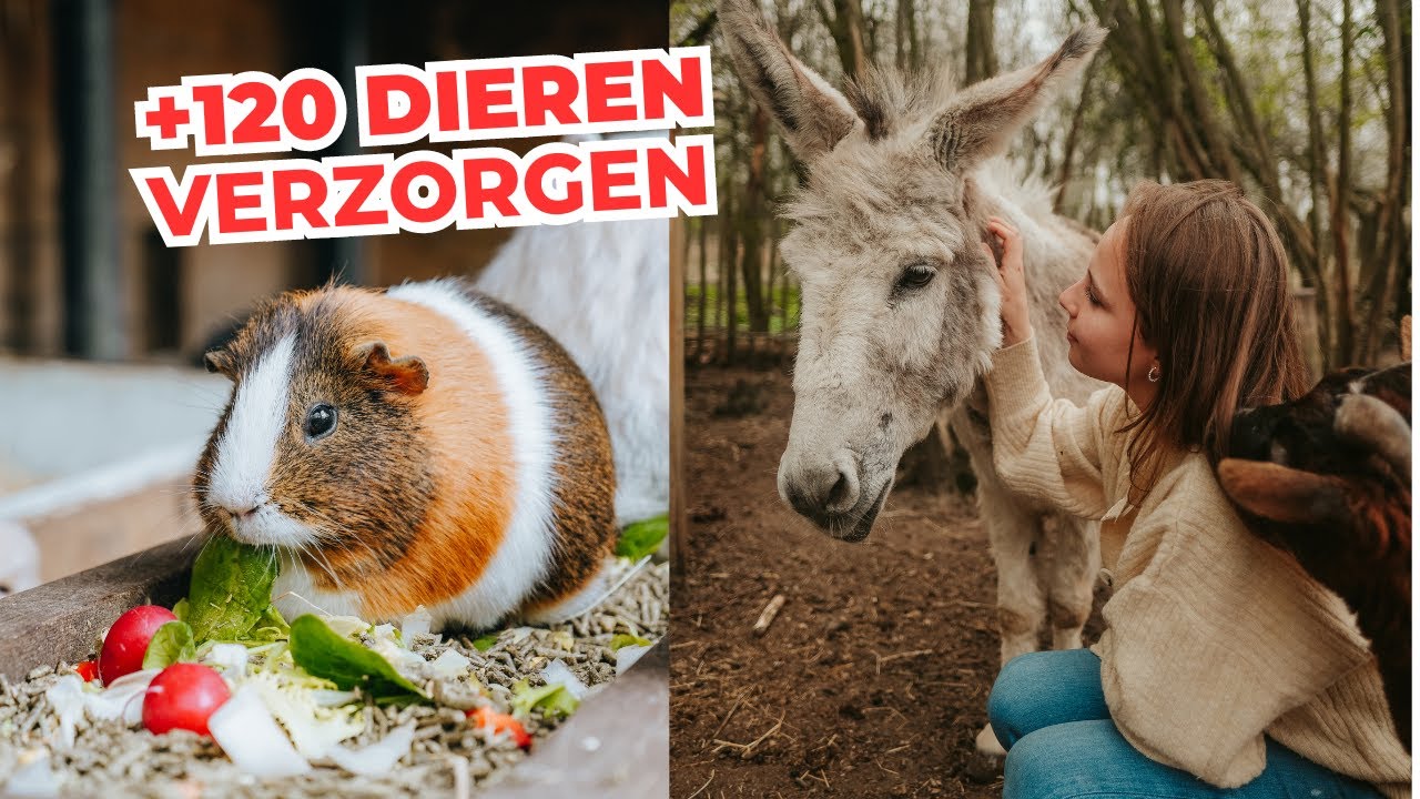 Werken in mijn dierenopvang | Ochtendroutine