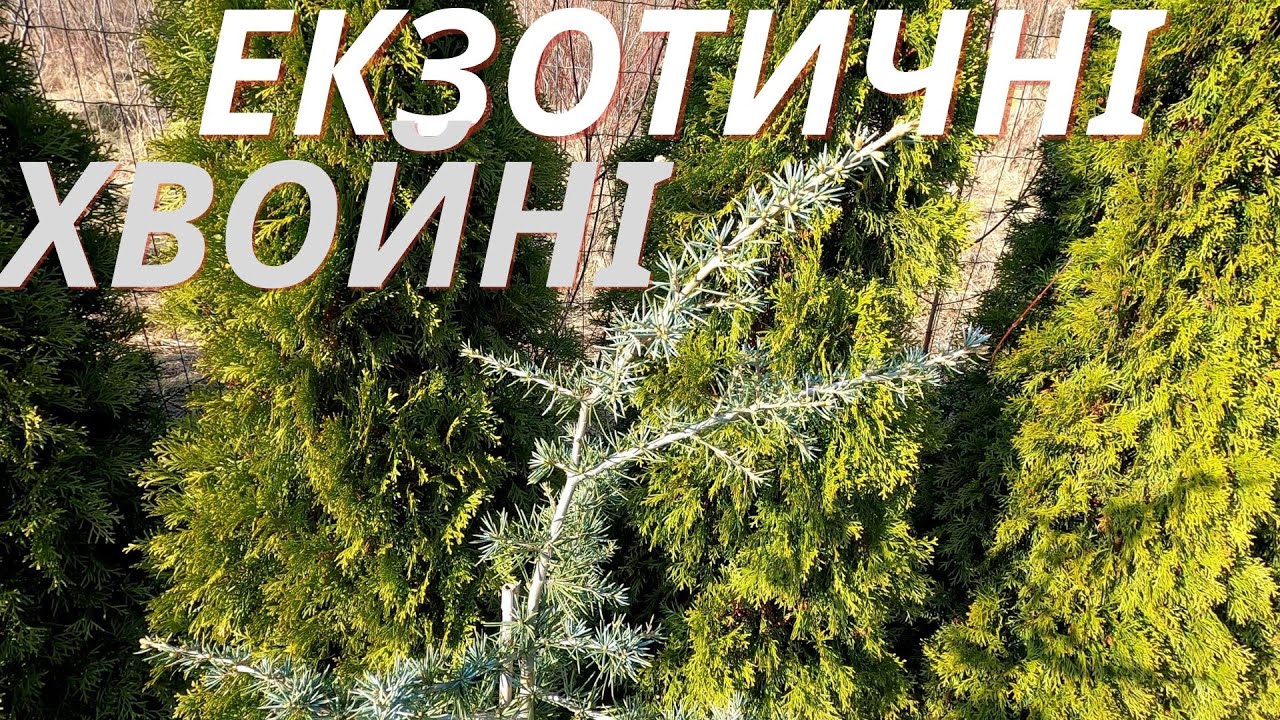 Екзотичні хвойні на Заході України - Кедри справжні. Аурея - Карл фукс - Ліванський - Cedrus libani