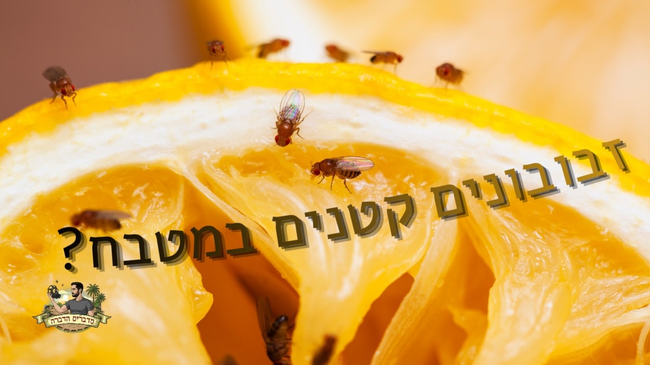 זבובונים קטנים שמתעופפים לנו בבית? תכירו את זבובי התסיסה!