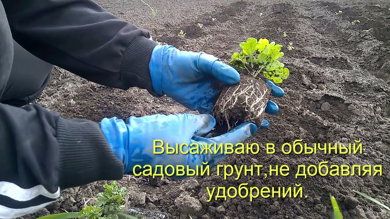 Высаживаю хризантему в грунт.Разделяю маточный куст хризантемы мультифлора.