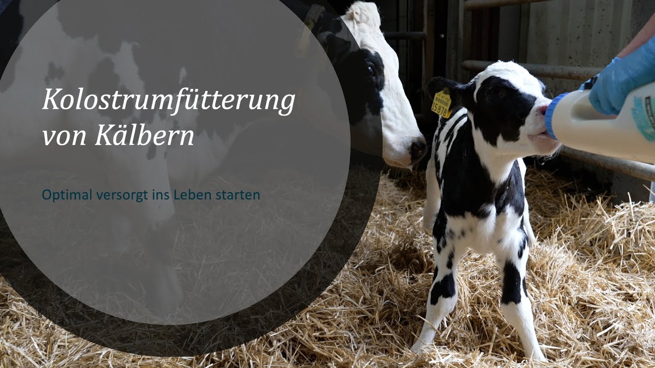 Kolostrumfütterung von Kälbern