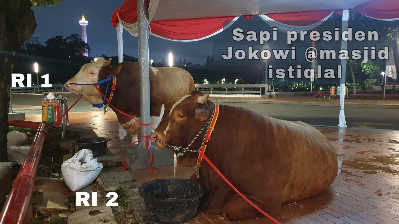 SAPI QURBAN PRESIDEN JOKOWI DI MASJID ISTIQLAL 2023