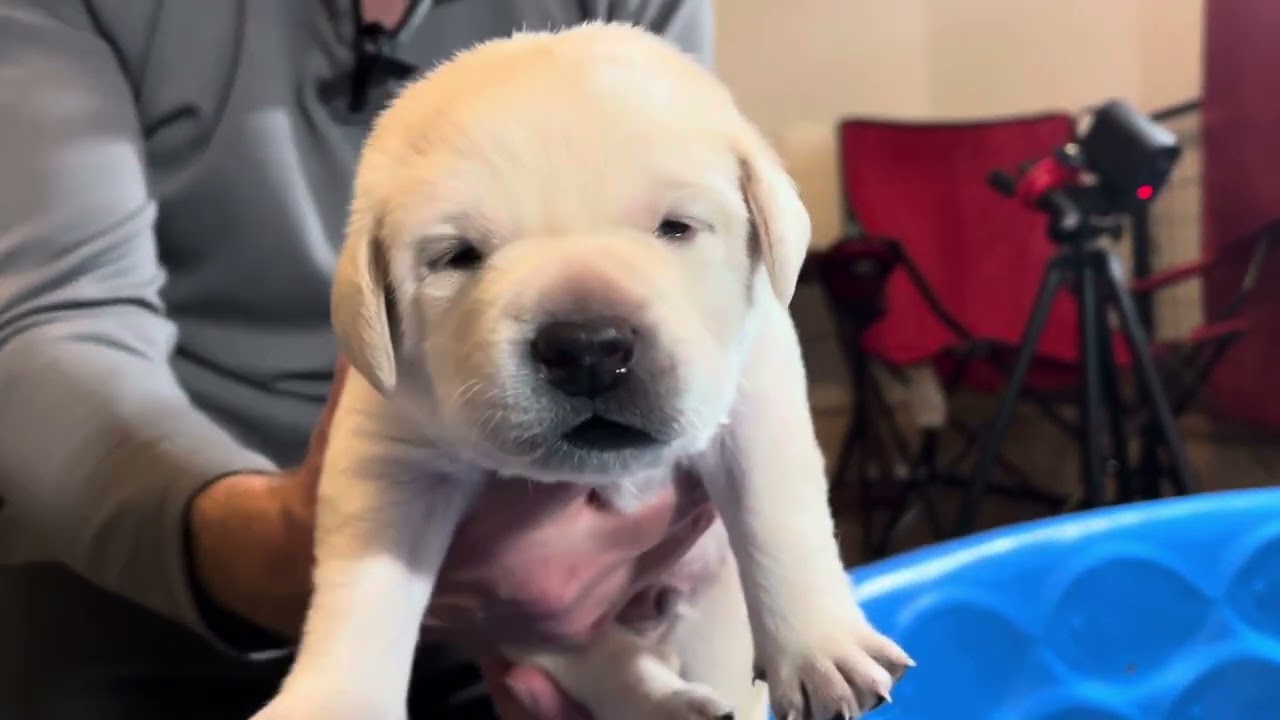 Adorable Lab Puppies Play & Weigh In at 17 Days Old