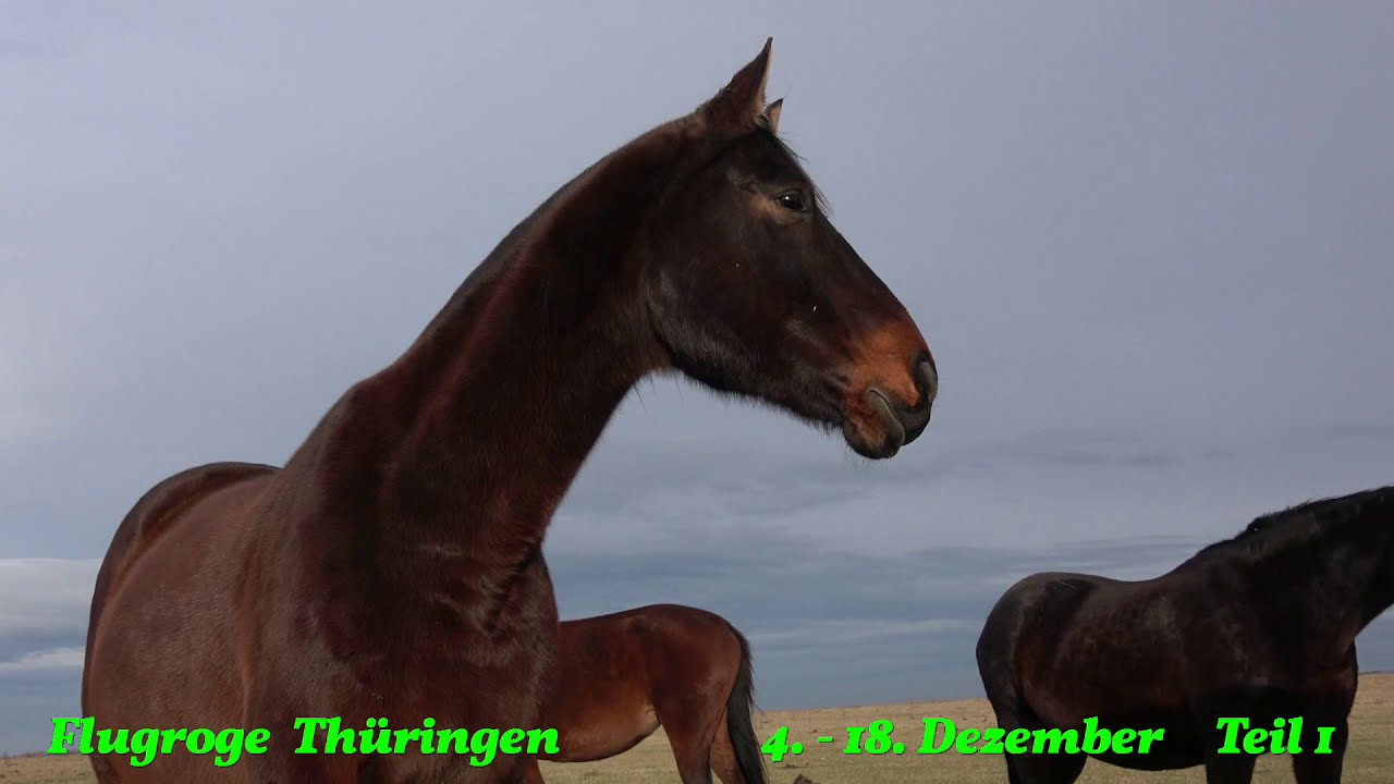 Thüringeti im Dezember 2020 Teil 1