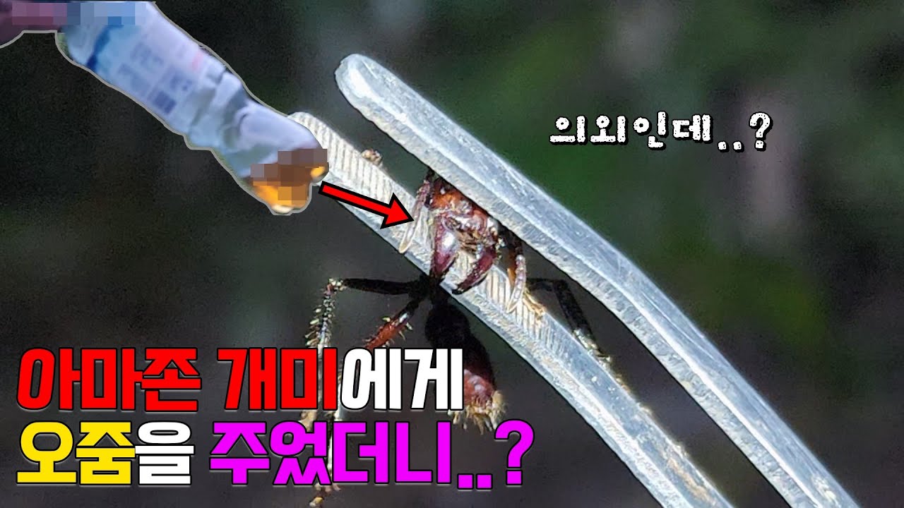 아마존 개미에게 오줌을 주면 생기는 일...