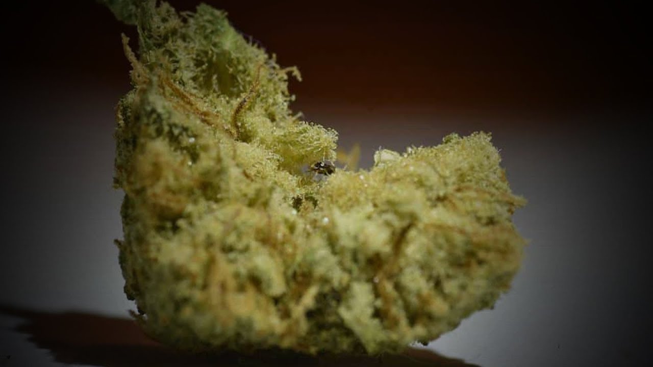 Customers Find Bugs in OCS Cannabis