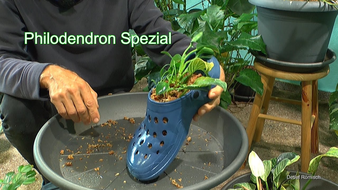 Philodendron Spezial im Dschungel nach dem Return 2