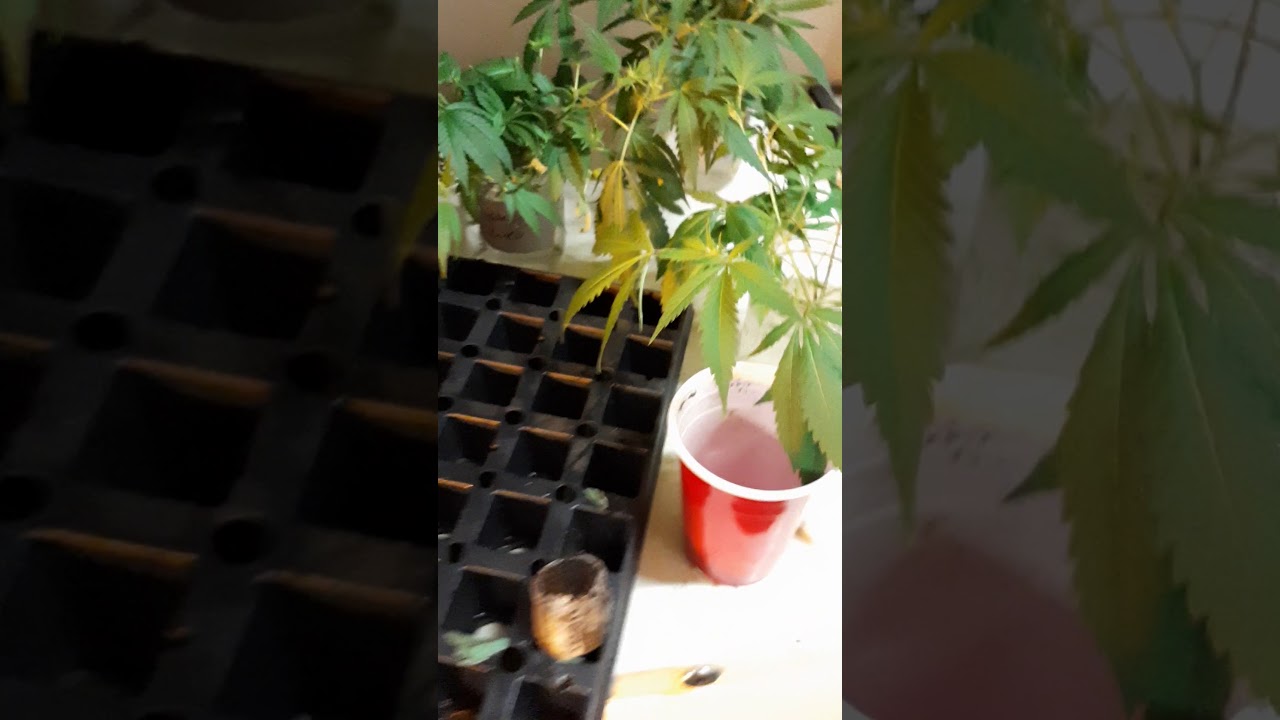 Cutting clones for next harvest . Monstercropped