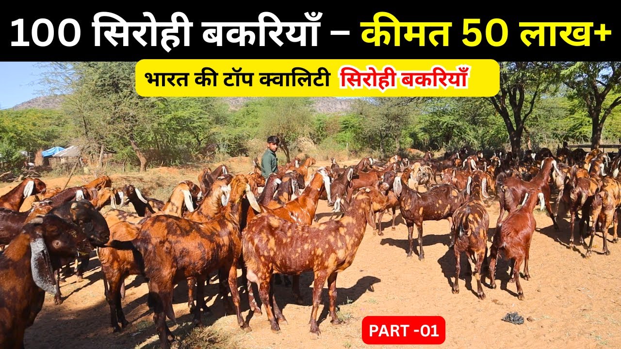 100 सिरोही बकरियाँ – कीमत 50 लाख+ @Farming 360 -भारत की टॉप क्वालिटी सिरोही बकरियाँ