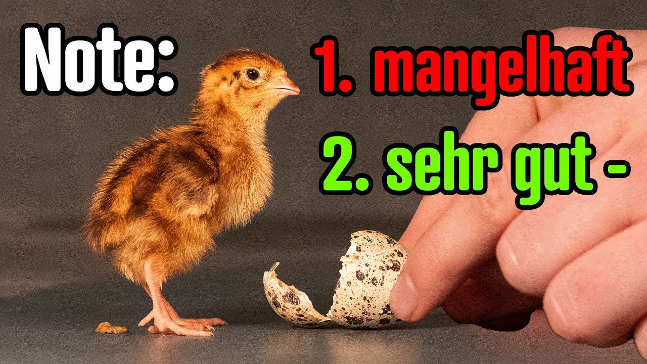 Mein Fazit: Eier vom Wachtel-Züchter in Braun-Wildfarbig, 3. Wachtelschlupf 2025