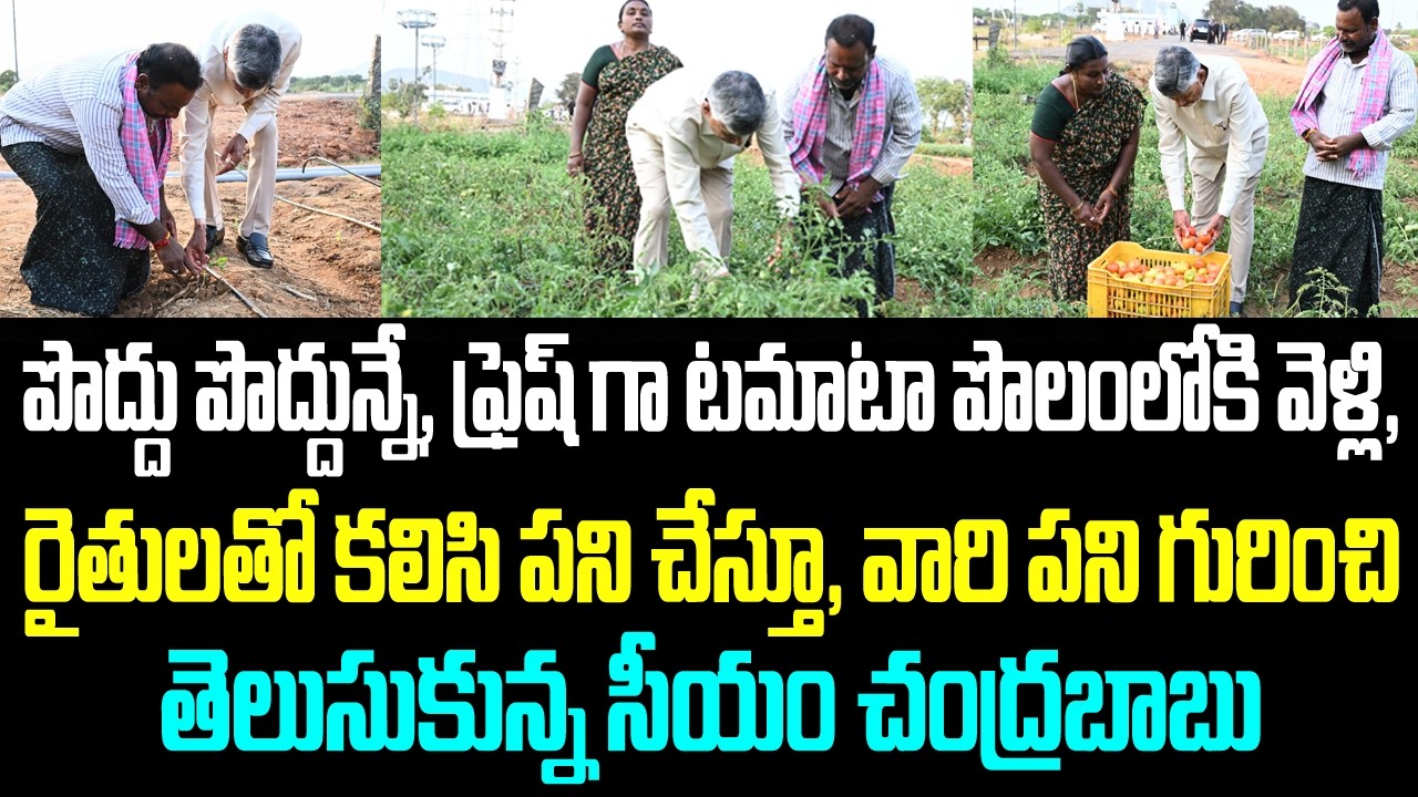 పొద్దు పొద్దున్నే, ఫ్రెష్ గా టమాటా పొలంలోకి వెళ్లి, రైతులతో కలిసి పని చేస్తూ, వారి పని గురించి