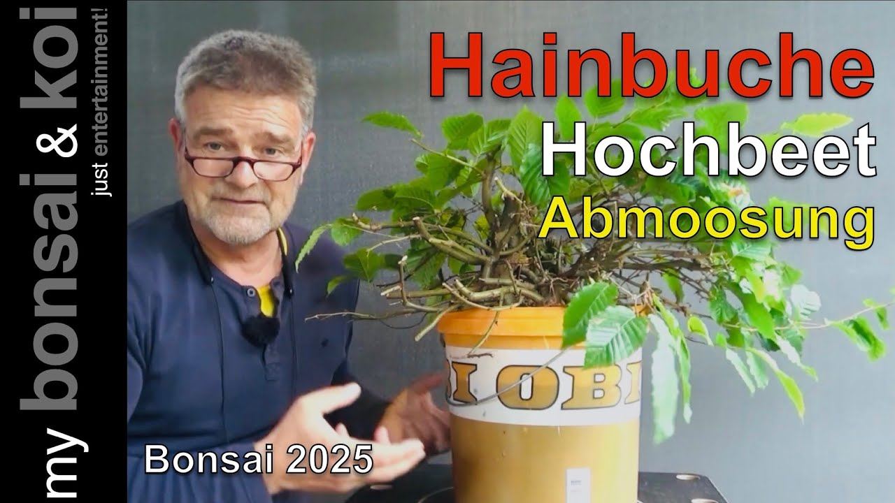 Bonsai 2025-35 - Carpinus betulus - die verwirrende Hainbuche aus dem Hochbeet