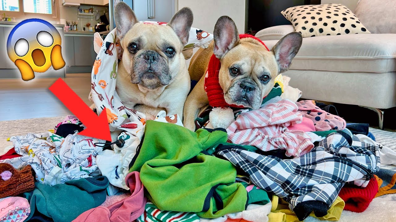 French Bulldogs EMBARRASSING Admission.. It's Laundry Day!