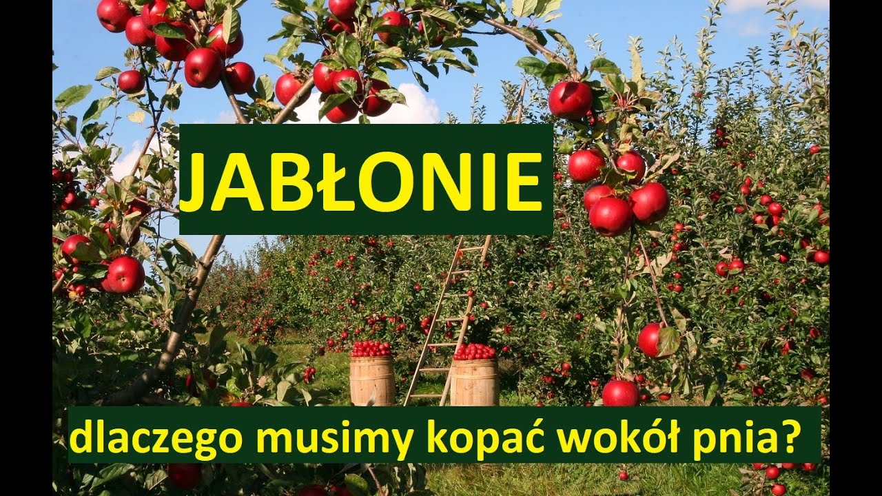 JABŁONIE - DLACZEGO TRZEBA KOPAĆ WOKÓŁ PNIA 4-5 RAZY W ROKU?