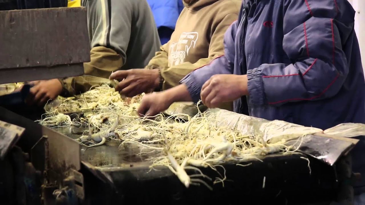 Ontario Ginseng