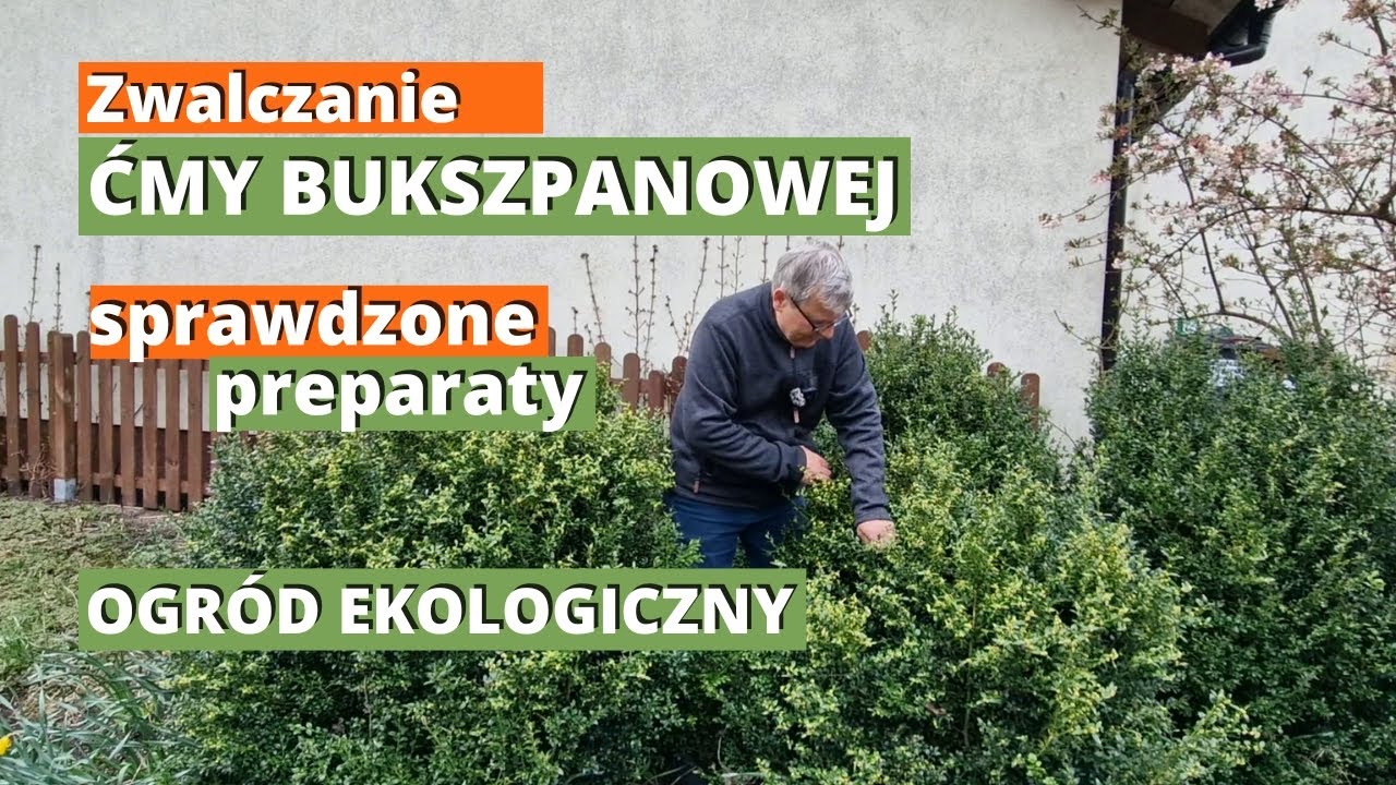 ĆMA BUKSZPANOWA. Ekologiczne preparaty na ćmę bukszpanową. Jak skutecznie zwalczam ćmy na bukszpanie