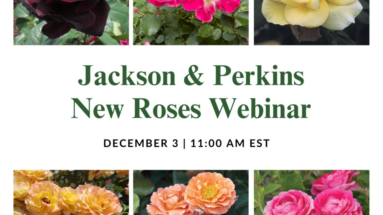 Jackson & Perkins New Roses Webinar